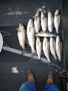 Waves, rods, and Lake Murray dreams.