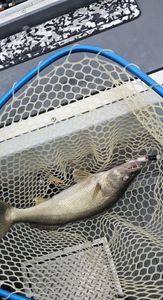 Net full, trophy ready. Walleye landed on deck.