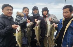 Strong crew, strong bite! Walleye stacked from a cloudy-water window.