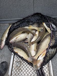 Hitting The Limit! More Walleye 2022