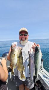 4 rainbow trout caught while fishing in MI