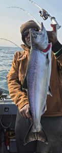 Chinook Salmon caught while fishing in MI