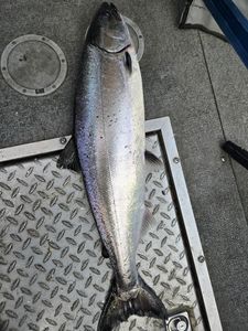 Coho salmon caught while fishing in Detroit