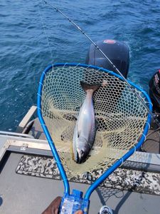 Coho salmon fishing in Detroit