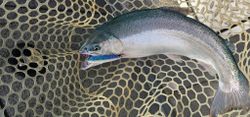 Coho Salmon caught while fishing in MI