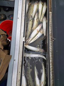 4 fishing rods in the water with MI location