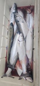 Four fish caught while fishing in MI
