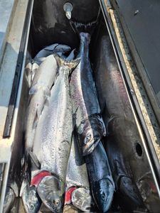 3 Wahoo Fish caught in Detroit