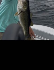 Fresh catches from Hernando lakes