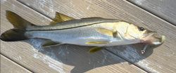 Snook fish in water, fishing in FL