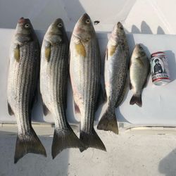 Hooked on Striped Bass