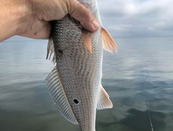 Fishing with a Redfish View