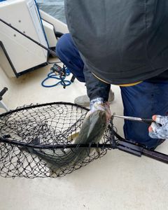 Chesapeake Bay fishing