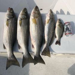 5 striped bass and 1 spotted weakfish caught in Salisbury
