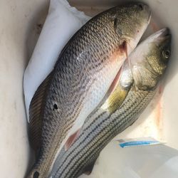 A Day on the Bay, Redfish and Striped Bass