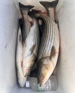 Two striped bass and yellow bass fish caught in Salisbury