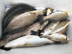 Three spotted weakfish caught at Salisbury