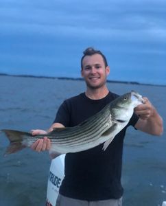 A fisherman with a striped bass catch in Salisbury