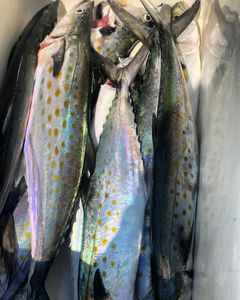 Three fish caught in MD on cruises and fishing trips.
