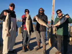 4 striped bass caught on cruises and fishing trip in MD