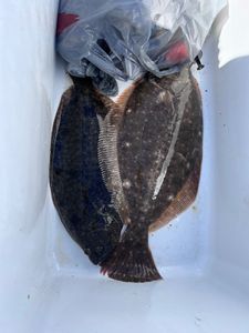 A single summer flounder caught in Salisbury