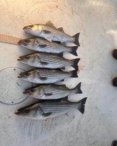 Six striped bass caught during cruises and fishing excursion in MD