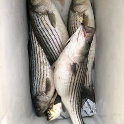 Two striped bass caught on fishing cruises in MD