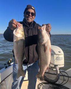 Two striped bass caught on fishing cruises in MD