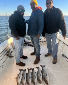 Five striped bass caught during cruises and fishing in Salisbury