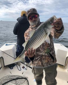 Striped bass caught in Salisbury