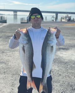 Two striped bass caught in Salisbury, cruising and fishing