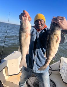 Two striped bass caught during a fishing and cruising trip in Maryland