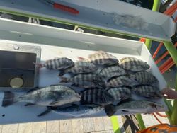 Fresh caught fish including Black Drum, Speckled Trout, Spanish Mackerel, and Sheepshead displayed on boat cleaning station in Cape Coral FL