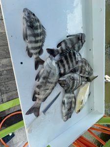 Fresh caught sheepshead fish displayed in white cooler from Cape Coral FL fishing trip