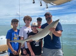 Bull Shark, 40 inches, fishing in Cape Coral