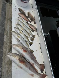 3 redfish caught while fishing in Cape Coral