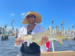 Beautiful Snook caught in Cape Coral, FL!