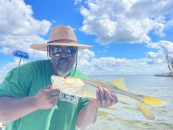 Snook  in Fort Myers Florida 2022