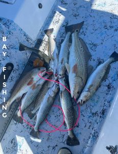 5 spotted weakfish and redfish caught fishing in Rio Hondo