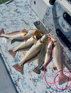 Three redfish caught in Rio Hondo