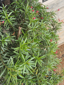 Adventure awaits with the best deep sea fly fishing and heavy tackle action under partly cloudy skies!