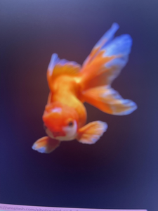 Goldfish spotted in Tampa waters - exciting adventure awaits!