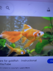 Beautiful goldfish in their aquatic home - perfect for any fishing enthusiast!