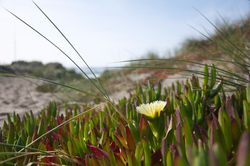 Beautiful coastal flora thriving in Tampa's dune ecosystem on a perfect clear day.