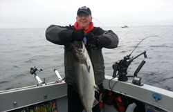 Chinook Salmon caught fishing in MI