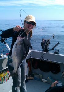 Chinook salmon caught by angler in Traverse City