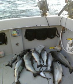 Five fish caught in Traverse City