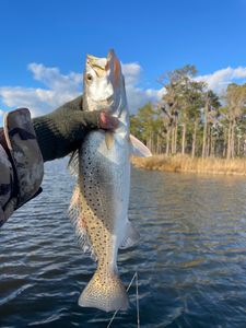 Spotted weakfish caught in Beaufort