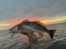 Spotted weakfish caught in NC