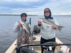Two striped bass caught while fishing in Beaufort